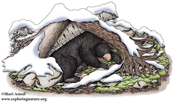 Bear hibernating