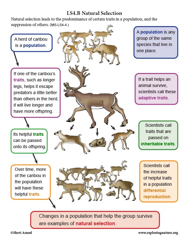 Natural Selection in Caribou Herds - Critical Thinking Activity (6-8 Grade)