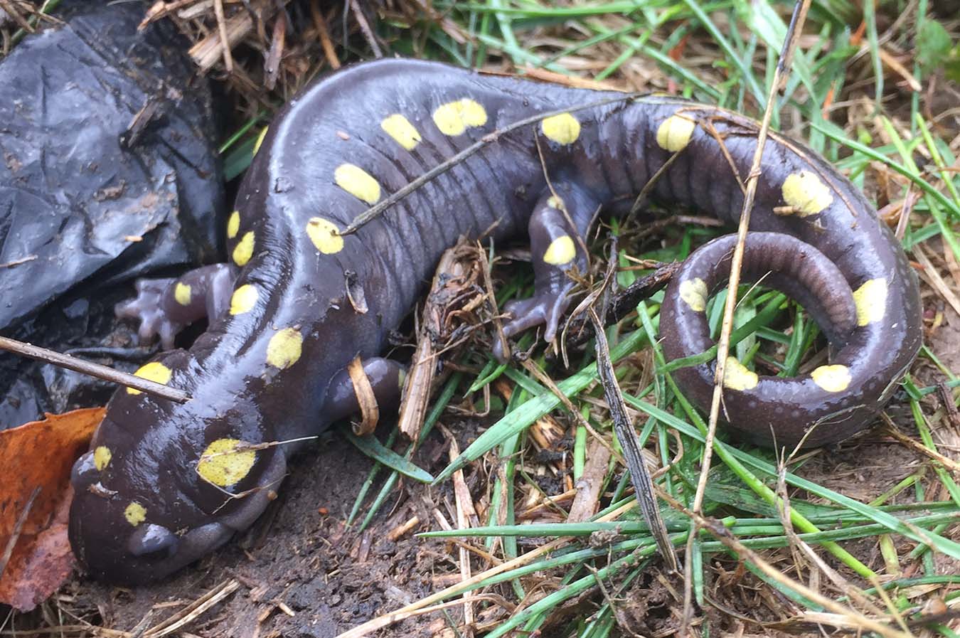 Salamander (Spotted)