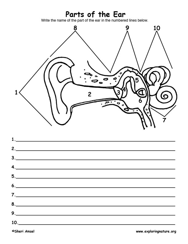 Ear Anatomy Labeling