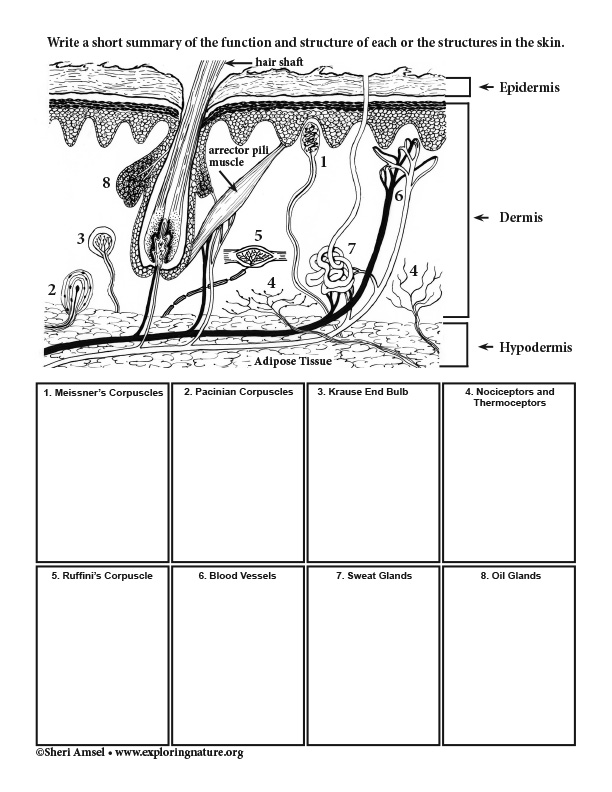 Sense Organs of the Skin - Name Functions (Advanced)