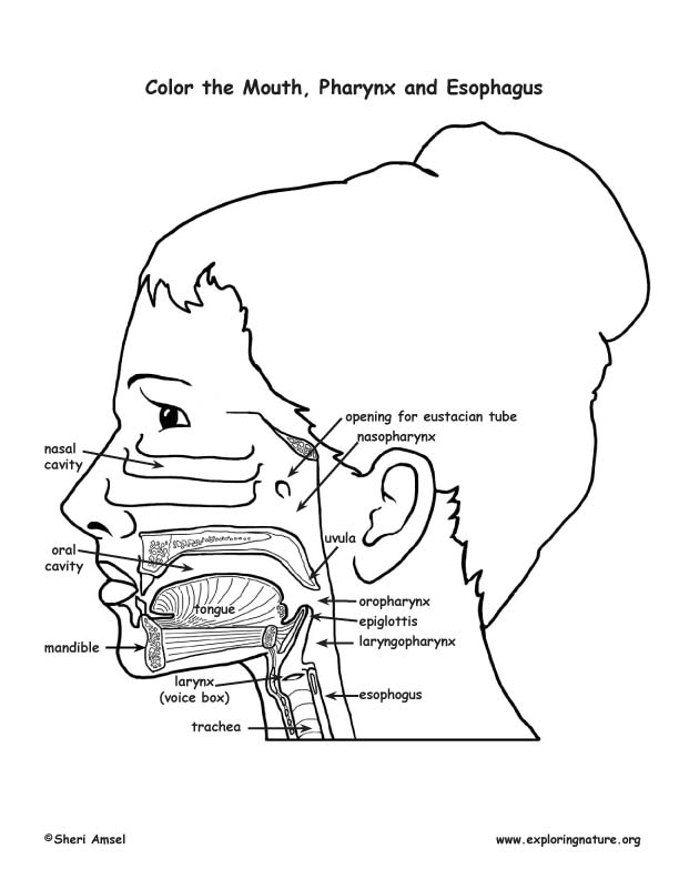 Mouth, Pharynx and Esophagus Coloring Page