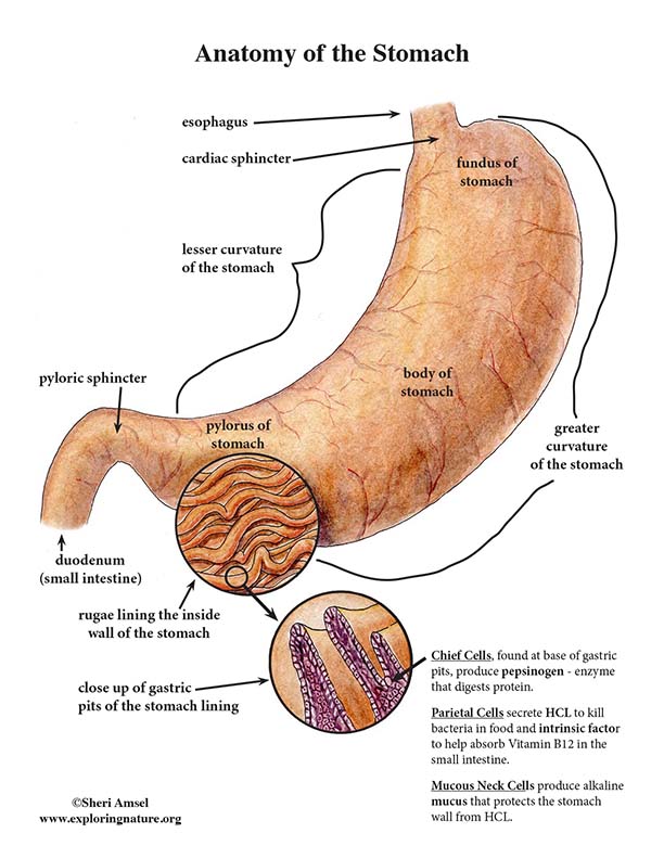 Stomach Anatomy (Advanced)