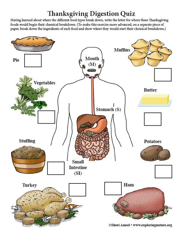 Thanksgiving Food Digestion Quiz