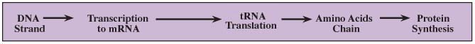 DNA Transcription and Translation