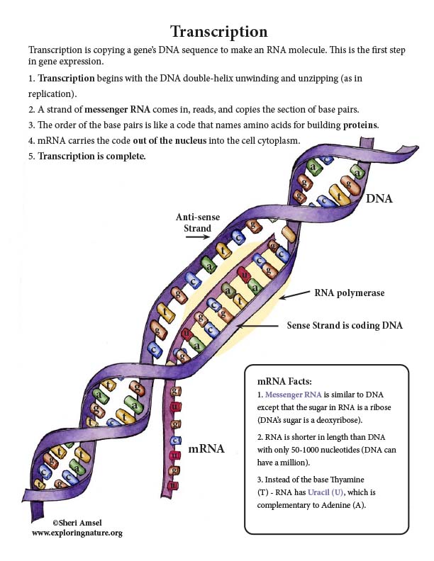 DNA to Protein Synthesis