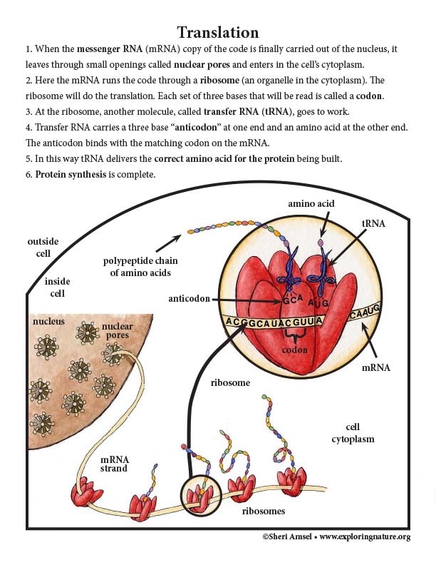 DNA to Protein Synthesis