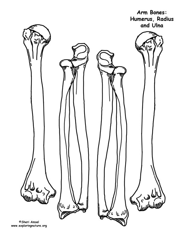 Make a Model of the Human Skeleton