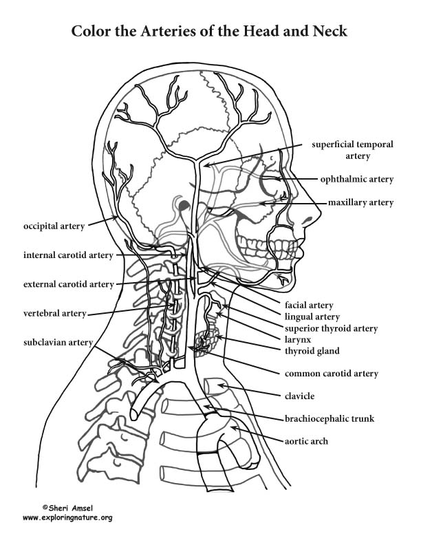 Arteries of the Head and Neck Coloring Page