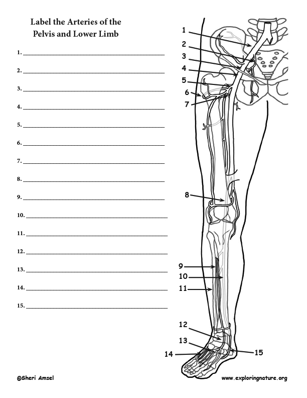 Arteries of the Lower Limb (Leg and Foot) Labeling