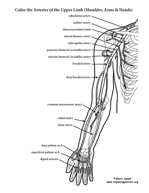 Arteries of Upper Limb Coloring Page