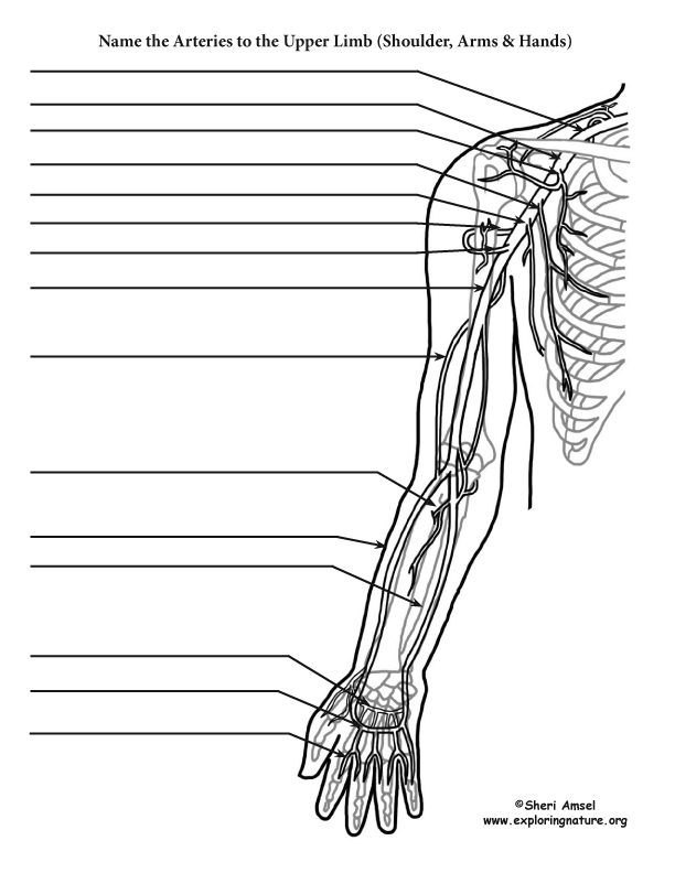 Arteries to the Upper Limb (Shoulder, Arm, Hand) Labeling