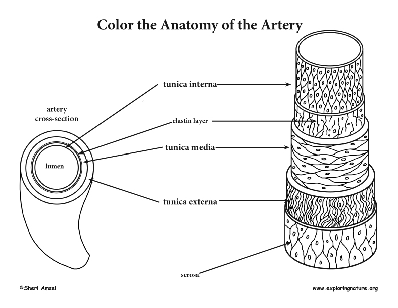 Artery Anatomy Coloring Page, Blood Vessel Anatomy Coloring Page