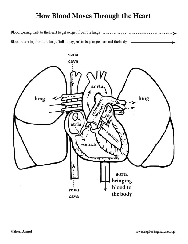 Blood through the heart and lungs (elementary)