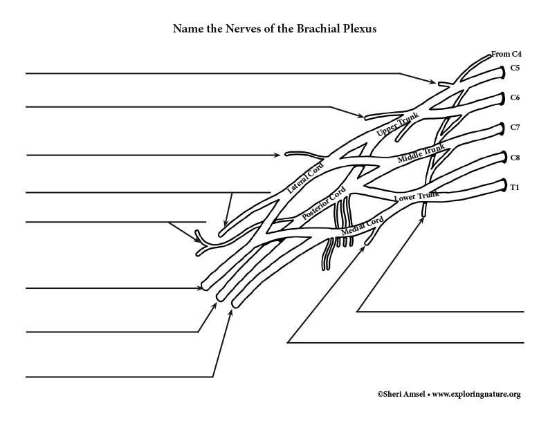 Nerves of the Brachial Plexus - Labeling Diagram