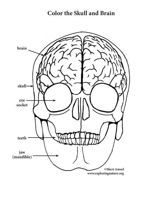 Brain and Skull Coloring Page (Elementary)