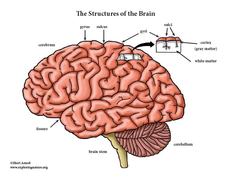 Brain Structures and Lobes - Mini-Posters