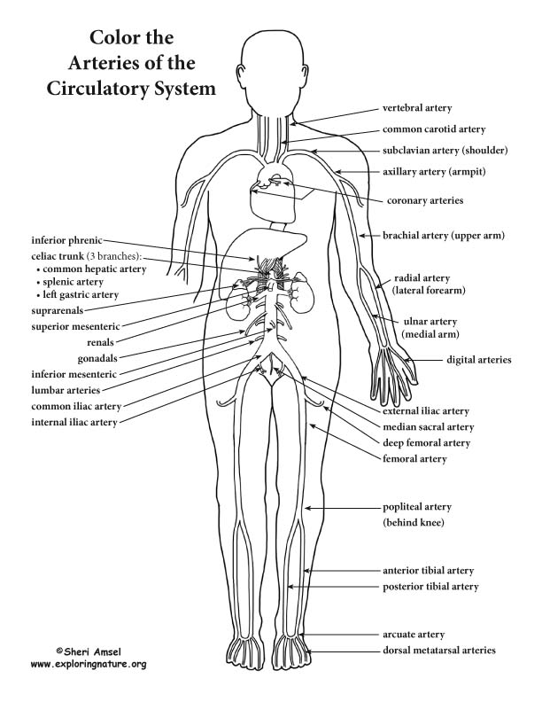 Blood Vessels of the Circulatory System (Advanced) Coloring Page