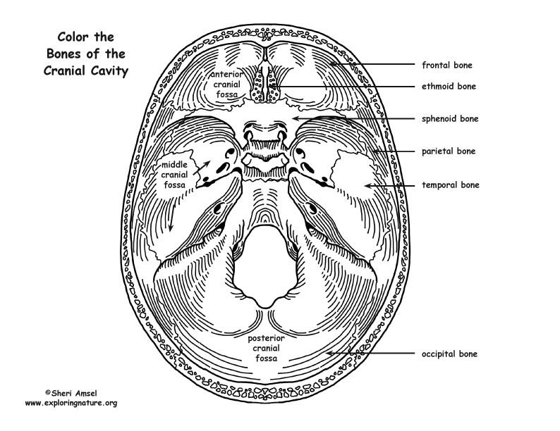 Cranial Bones Coloring Page
