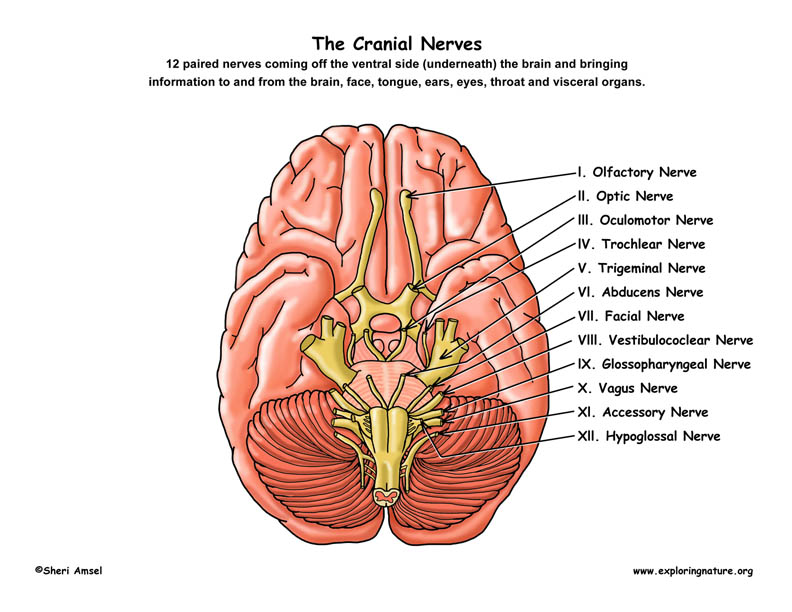 Cranial Nerves Poster