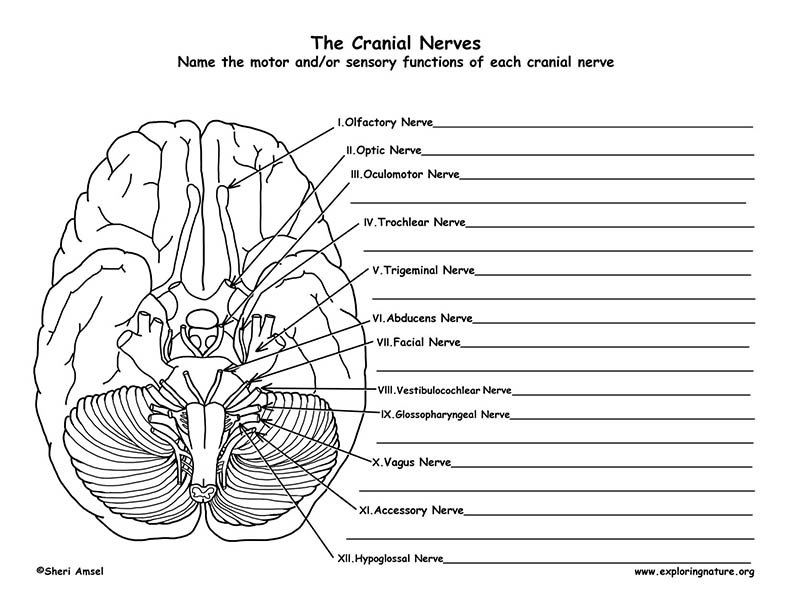 Cranial Nerves Labeling Page (Advanced)
