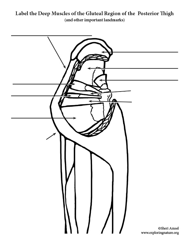 Muscles of the Thigh (Posterior) – Labeling