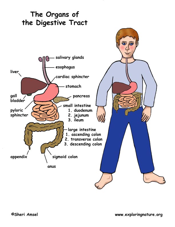 Organs of the Digestive Tract Poster