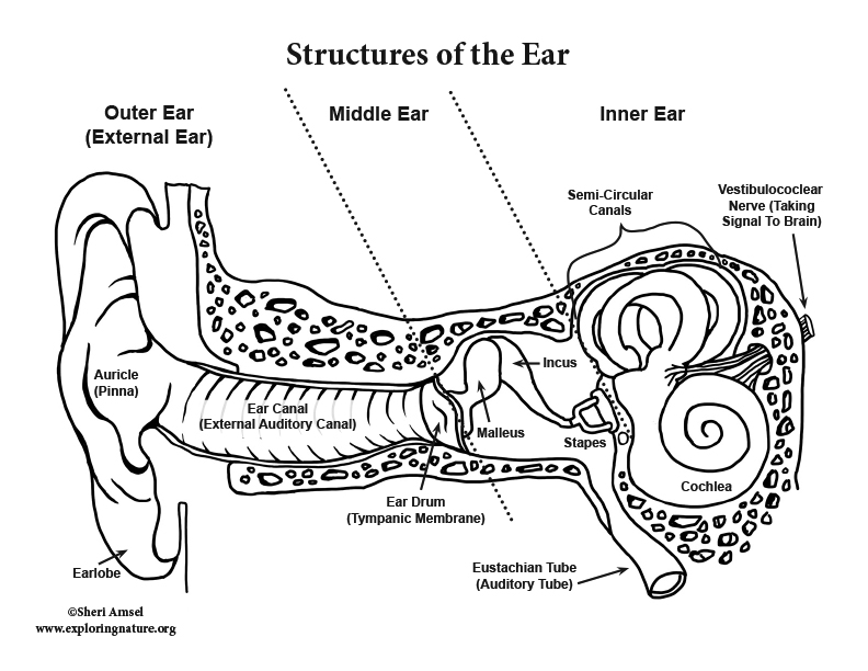 Ear Anatomy Coloring (Advanced)