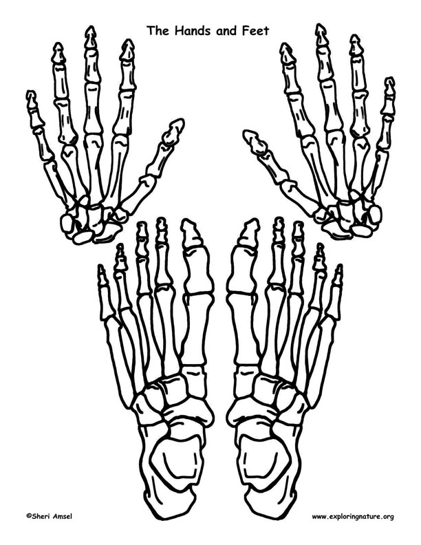 Make a Model of the Human Skeleton