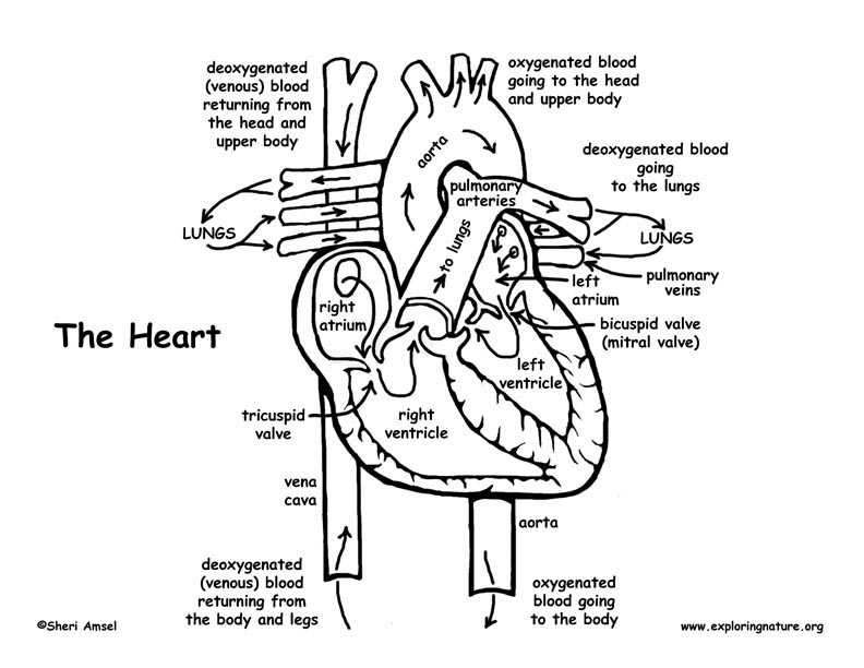 Blood Flow Through the Heart Coloring Page