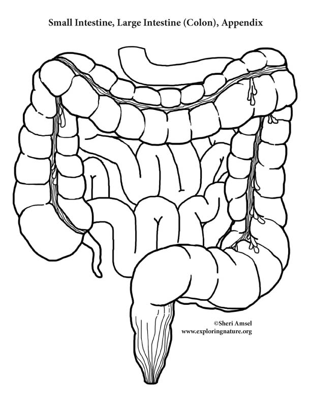 Making Your Life-Sized Body (Organs) - Activity