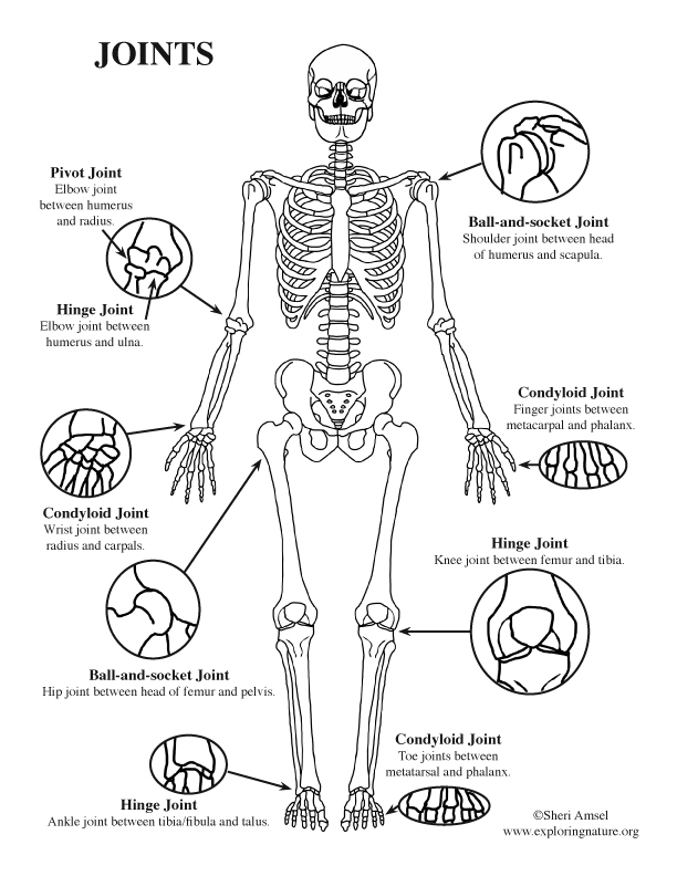 synovial Joints of the Body