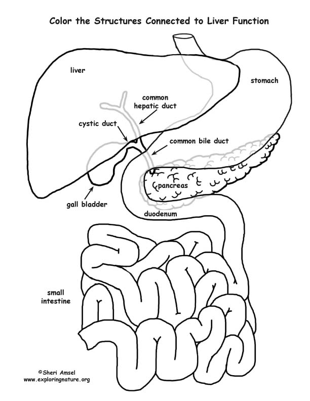Liver Function Organs (Labeled) Coloring Page