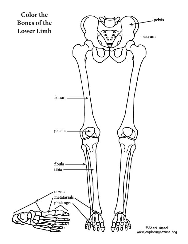 Lower Limb (of Skeleton) Coloring Page