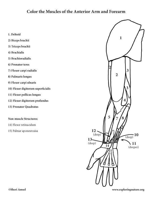 Muscles of the Arm and Forearm (Anterior) – Coloring Page