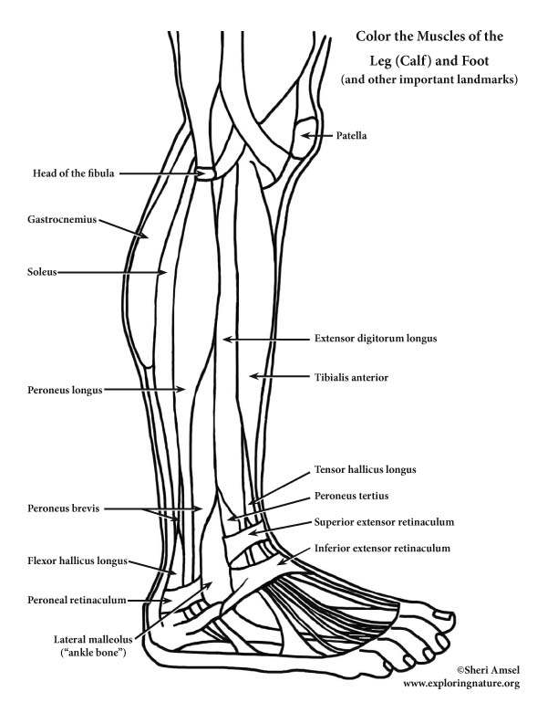 Muscles of the Leg, calf and Foot – Coloring 