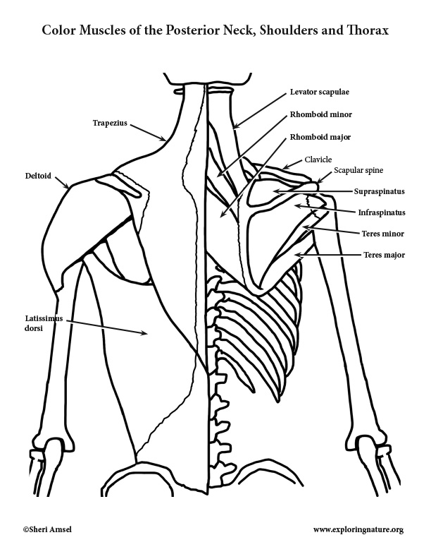 Muscles of the Posterior Neck, Shoulders and Thorax Coloring Page