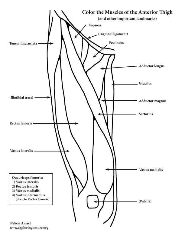 Muscles of the Thigh (Anterior) - Coloring Page