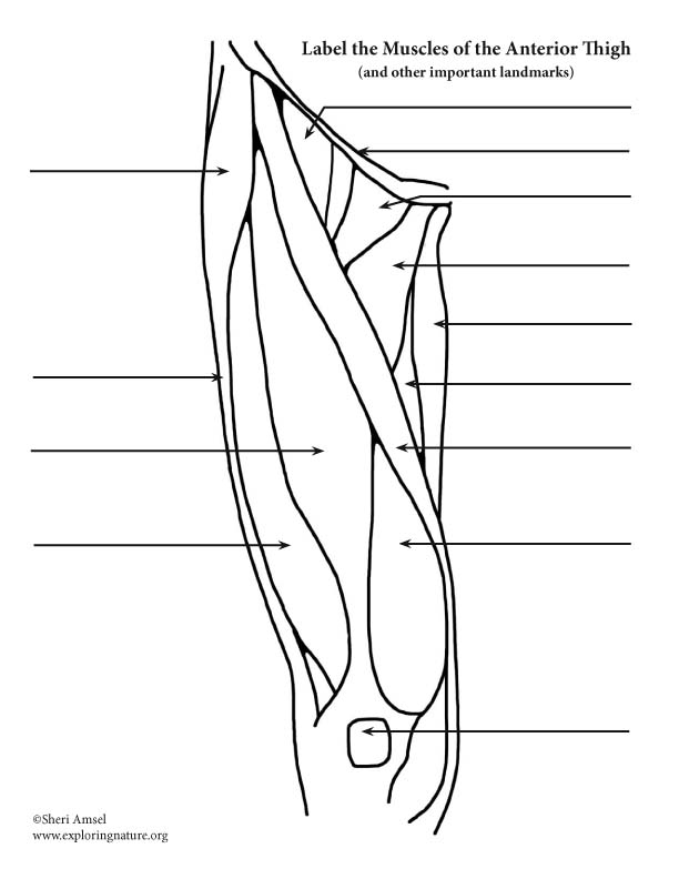 Muscles of the Thigh (Anterior) – Labeling