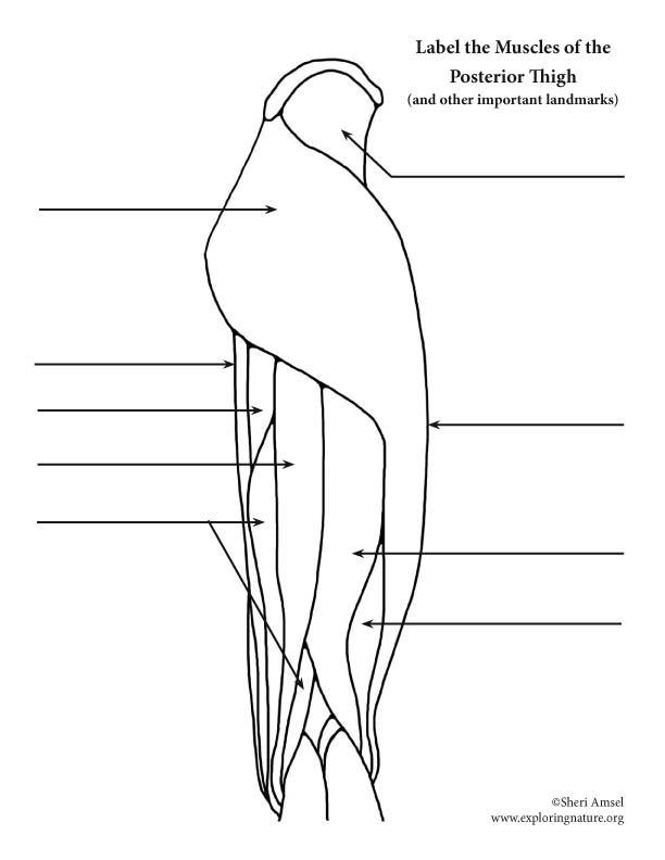 Muscles of the Thigh (Posterior) – Labeling