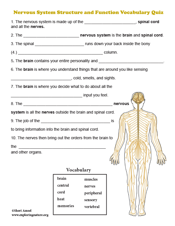 Nervous System Structure and Function Vocabulary Quiz