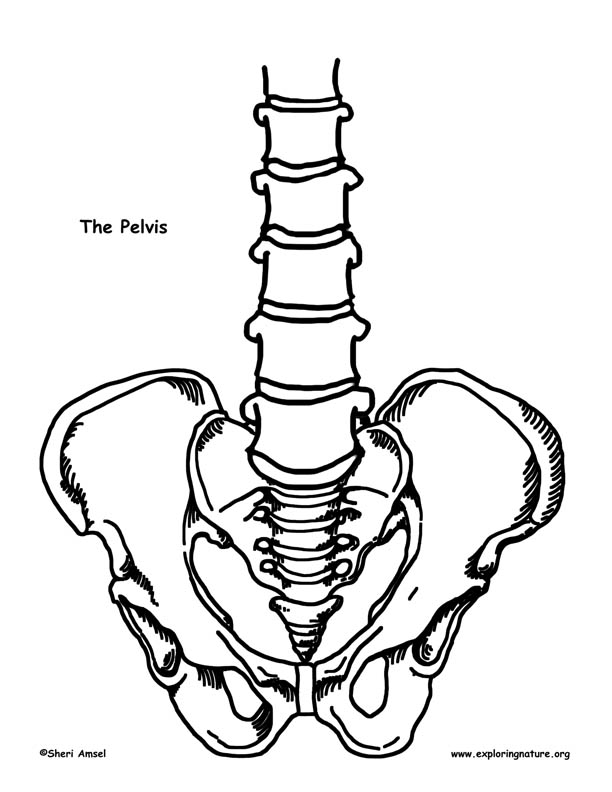 Make a Model of the Human Skeleton