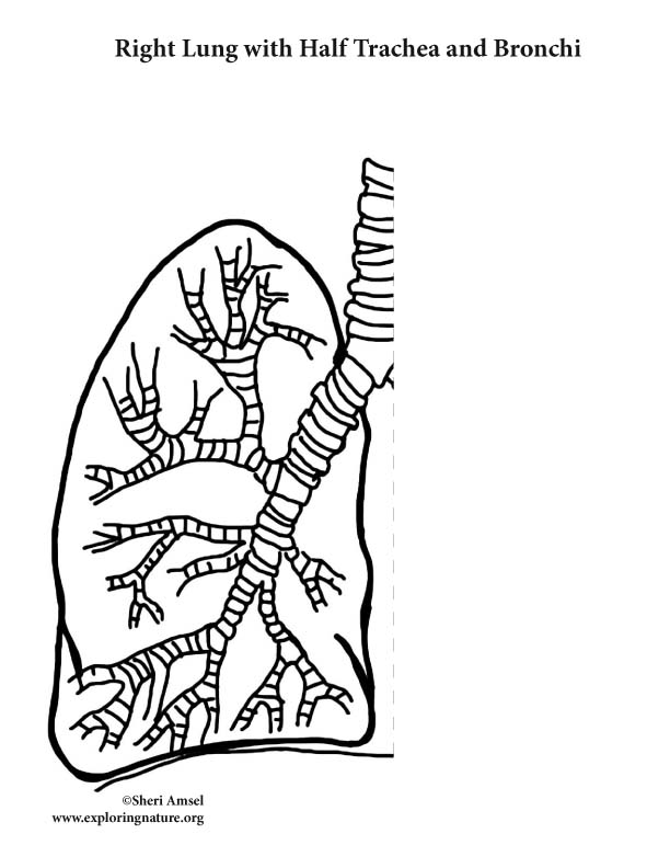 Making Your Life-Sized Body (Organs) - Activity