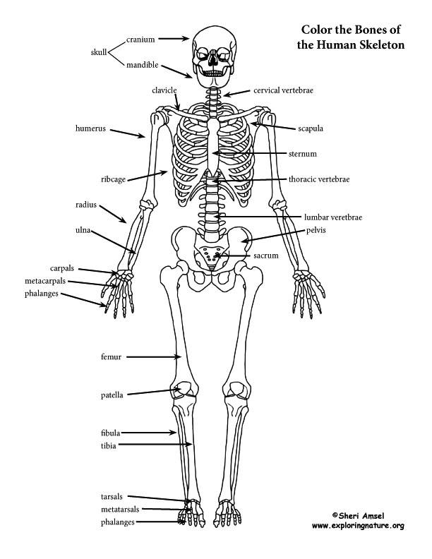 Skeleton (Labeled) Coloring Page