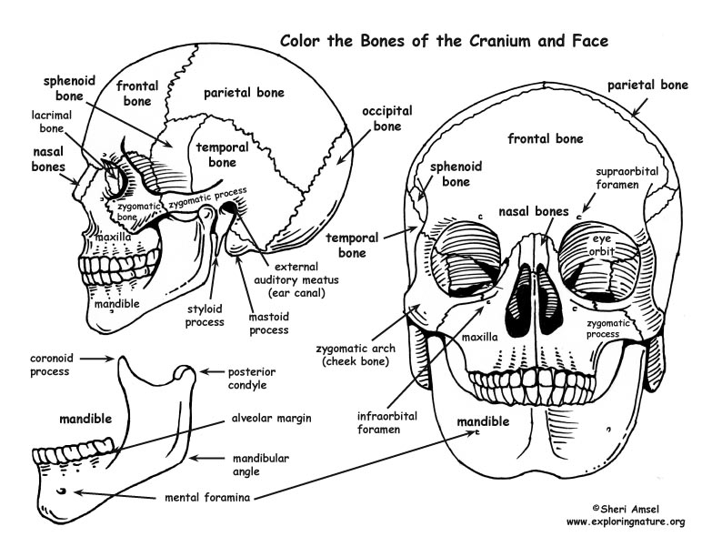 Skull - Bones of the Cranium and Face Coloring