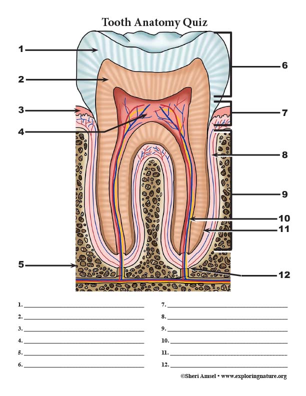 Tooth Anatomy Quiz