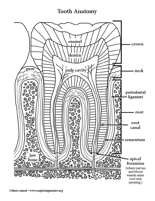 Teeth, Tooth Anatomy