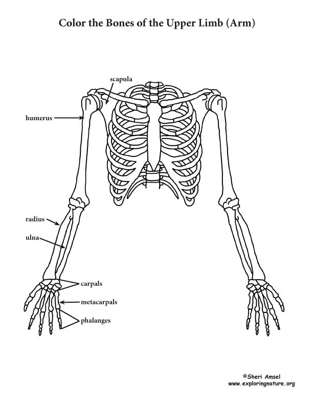 Upper Limb (of the Skeleton) Coloring Page