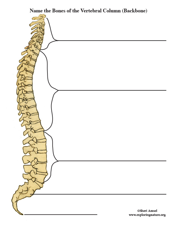 Label the Parts of the Backbone (Vertebral Column)