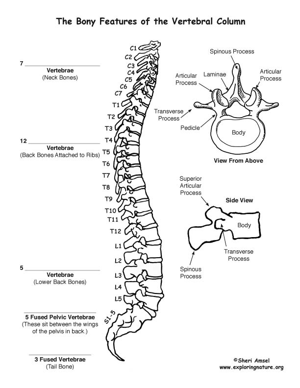 Backbone (Vertebral Column) Labeling Page